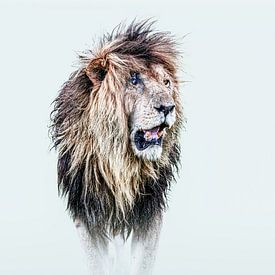 Scarface, the iconic lion of the Masai Mara by Sharing Wildlife