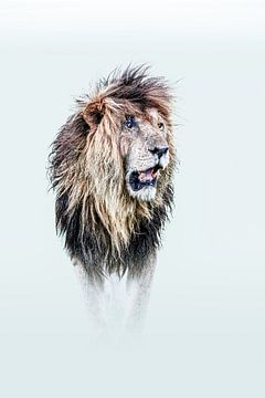 Scarface, de iconische leeuw van de Masai Mara van Sharing Wildlife