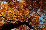 Autumn leaves van Roland Smanski thumbnail