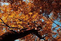 Autumn leaves