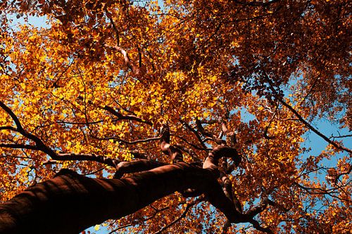 Autumn leaves