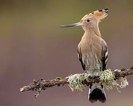 Le houblon dans ses couleurs d'automne sur Patrick van Bakkum