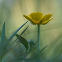 Bouton d'or, fleur macro