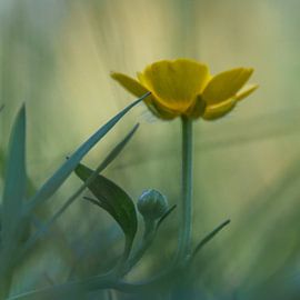 Buttercup, macro flower