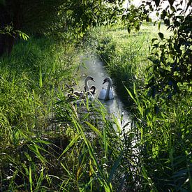 Zwanen in de ochtendzon van Van alles wat