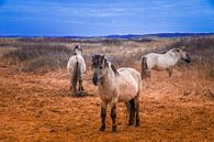 Koningspaarden Texel van Brigitte Blaauw thumbnail