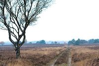 boom Veluwe 