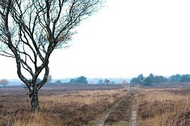 Baum Veluwe  von Maurice Looyestein