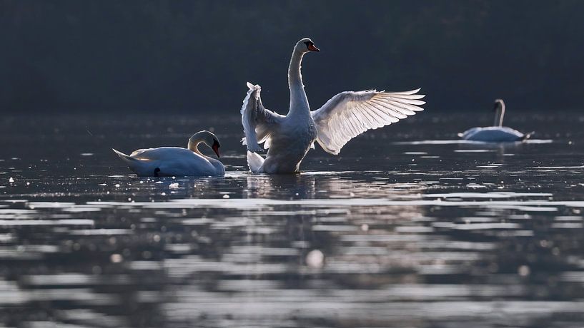 Mute swan spreads its wings by Marjo Snellenburg