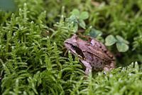 Forest frog