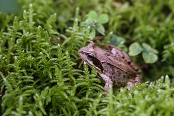 Waldfrosch im Moos