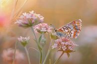 Photo of a butterfly resting on pink flowers by Joriali photography and paintings thumbnail