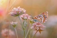Photo of a butterfly resting on pink flowers