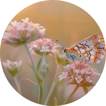 Foto van een vlinder, rustend op roze bloemen van Joriali fotografie en schilderijen