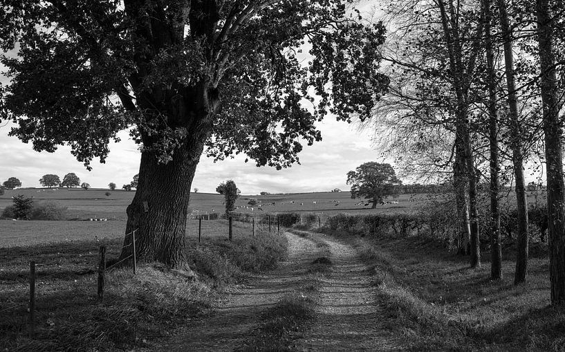 Zeitlose Schönheit der belgischen Landschaft in Schwarz und Weiß von Hevonax Photography
