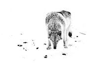 minimalistische wolf. wolf vrouwtje in de sneeuw, mooi sterk dier in de winter. zwart en wit van Michael Semenov thumbnail