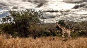 Giraffe "Aan de Wandel"