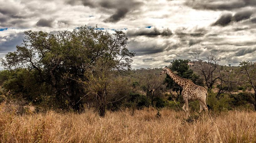 Giraffe "Taking a walk" by Rob Smit