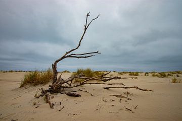 Strand Ameland, toter Baum von Nynke Altenburg