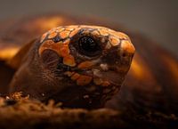 Feuerschildkröte Nahaufnahme - Detailliertes Portrait