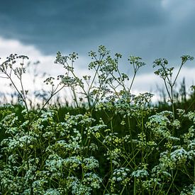 Ominous nature by Diane Bonnes