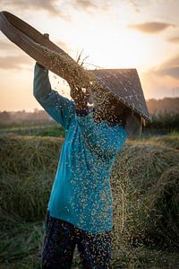 Rice harvesting during sunset