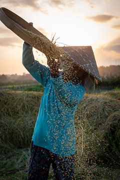 Rijst oogsten tijdens zonsondergang