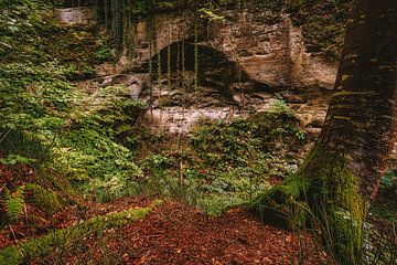 Jungle in de herfst van MindScape Photography