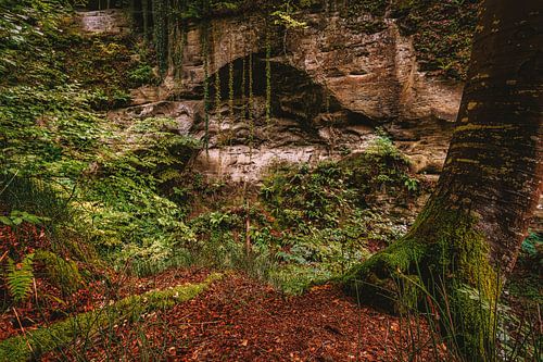 Jungle in de herfst