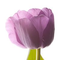 Licht in de tulp