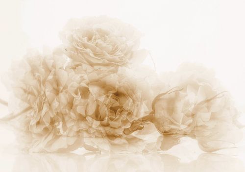 Roses anciennes by Martine Affre Eisenlohr