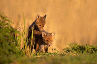 Jonge vosjes samen aan het spelen van Aukje Ploeg thumbnail