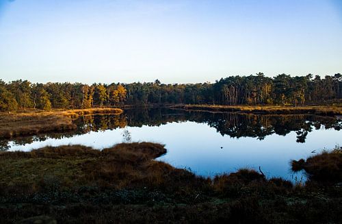 Weerspiegeling van het bos