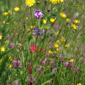 bloemen in het veld met klipjes van Brigitte van Ark