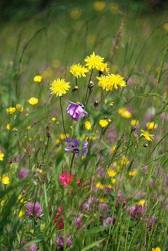 bloemen in het veld met klipjes
