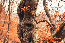 Arbre avec une cavité en forme de cœur