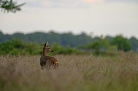 Rehziege in ihrer Umgebung von Leon Kuijer