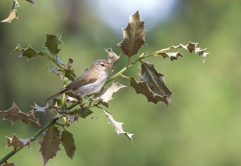 Mooi klein vogeltje in het bos van Merijn Loch