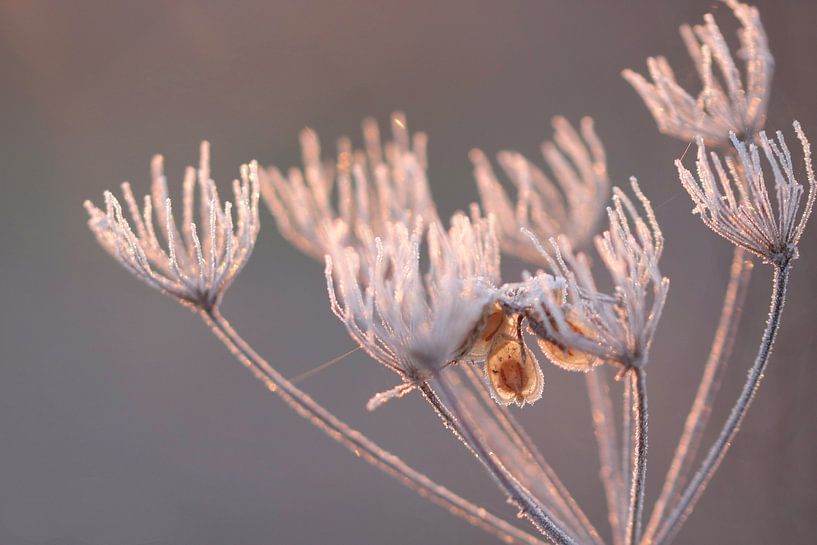 Argent et or par Natuurfotografie_simoneopdam