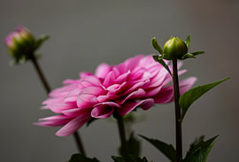 Erwachen in Rosa von geja smienk
