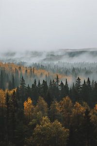 Herbstwald im Nebel