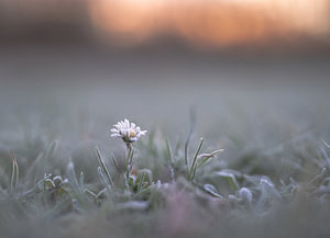 Blumen Teil 239