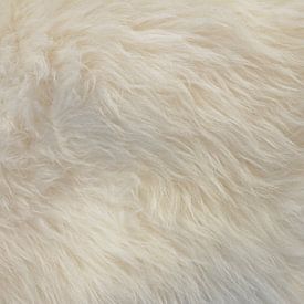 Full frame white fur background by AS Photography