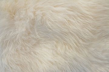 Full frame white fur background