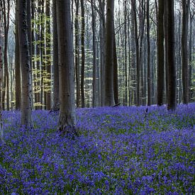 A stunning springtime scene in Hallerbos forest, where bluebell  von Thilo Wagner
