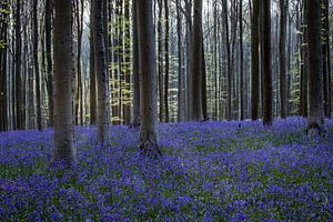 Une scène printanière étonnante dans la forêt de Hallerbo, où le bleuet