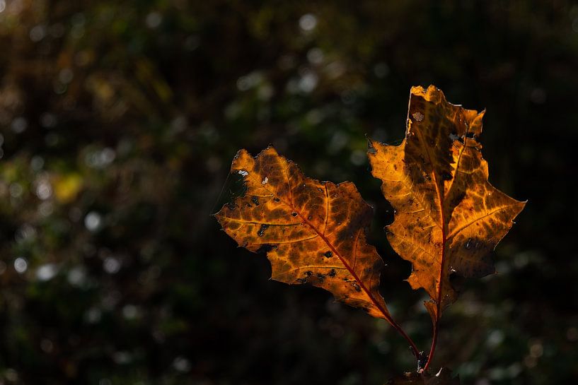 Autumn leaves by Bonny Kraakman