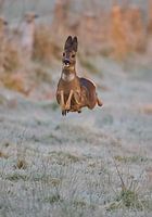 Merry deer
