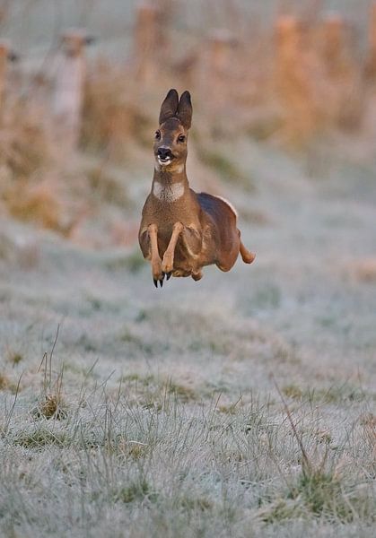Joyeux cerf par Jeremy Duvekot
