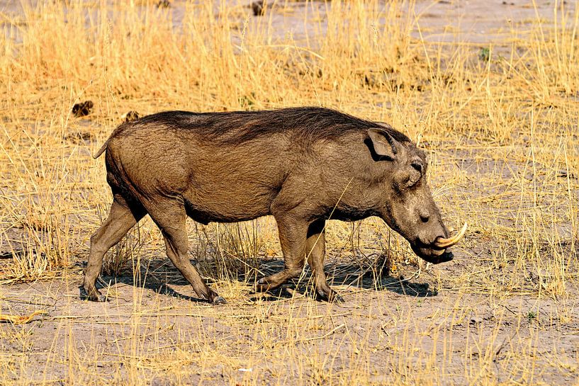 Warthog/Nosed boar by Merijn Loch